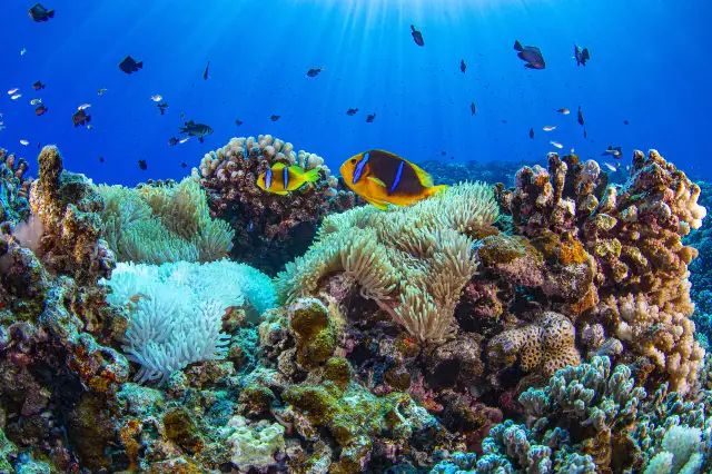 Scuba Diving in Tahiti