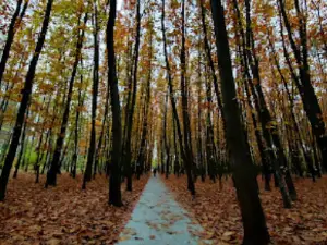 Parco Sovky