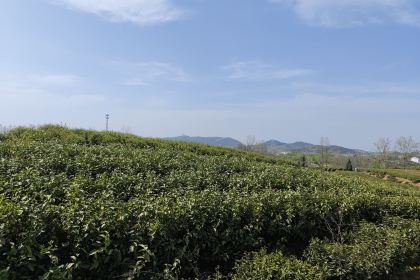 冷洼鹏哥茶园