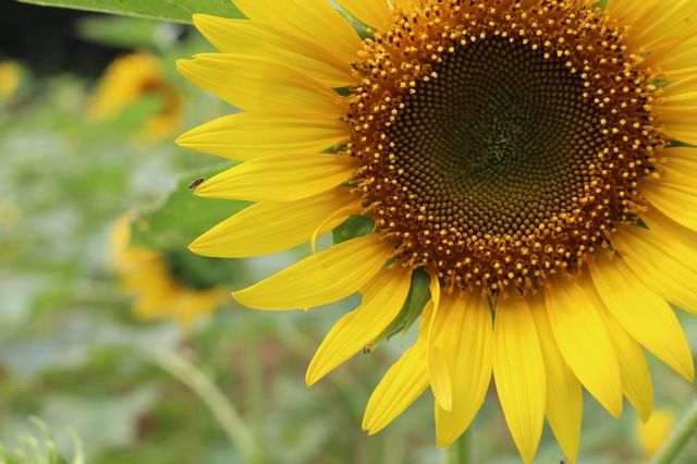 Taebaek Sunflower Festival | Taebaek-si