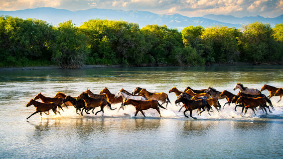 Zhaosu Heavenly Horses Bathing in the River