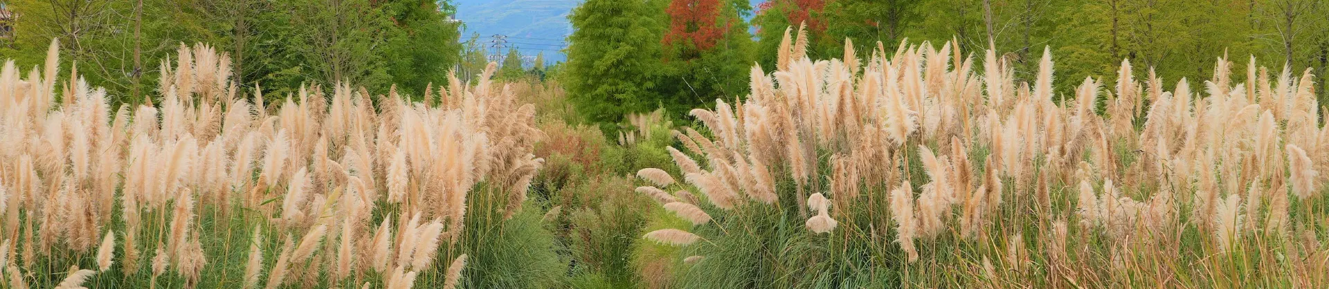 Fall Viewing Attractions