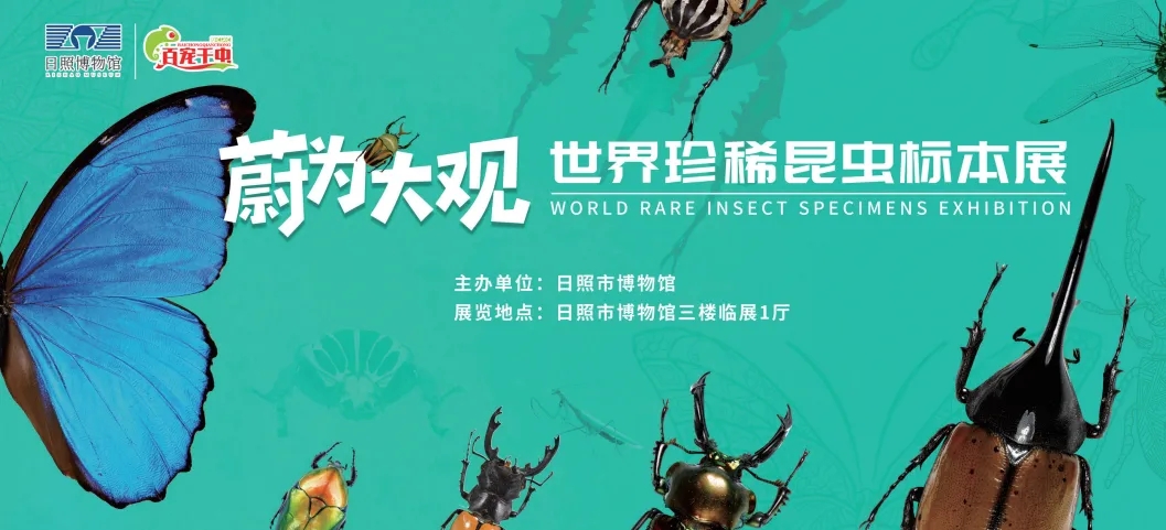 《蔚為大觀》世界珍稀昆蟲標本展 | 日照市博物館