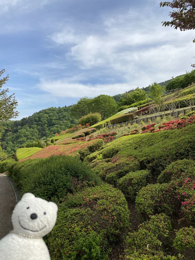 クマ散歩:あいかわ公園に品行方正なクマ クマ散歩:あいかわ公園に品行方正なクマ