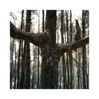 Mangunan Pine Forest
