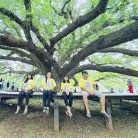 ต้นจามจุรียักษ์
