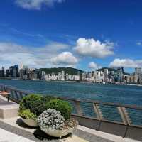 又高又大的玫瑰花種在尖東海旁K11門囗
