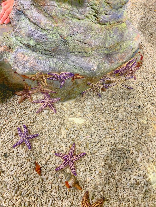 【連島沙洲上嘅水族館｜福岡「海洋世界海之中道」水族館】