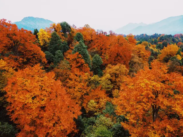 Fall Foliage Sightseeing in Ya'an