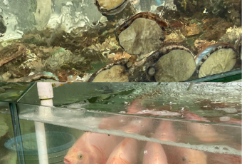 XIAO HAI TUN LIAN SUO HAI XIAN CANTING User Photo