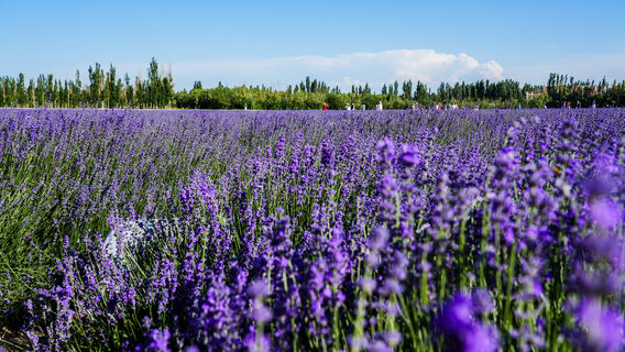 jie you gong zhu xun yi cao ( nong si shi zong he ban gong da lou dian )