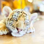 Samui Aquarium & Tiger Zoo