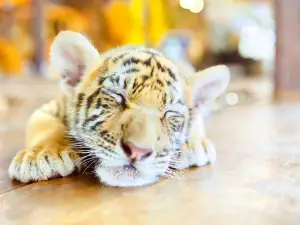 Samui Aquarium & Tiger Zoo