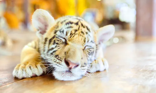 Samui Aquarium & Tiger Zoo