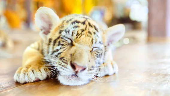 Samui Aquarium & Tiger Zoo