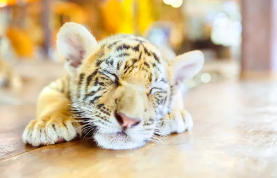 蘇梅水族館和老虎園門票+與1隻老虎合照(大老虎或小老虎)成人