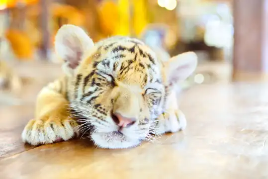 Hotels in der Nähe von Samui Aquarium & Tiger Zoo