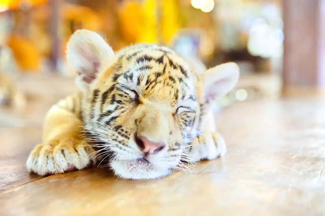 코사무이 아쿠아리움&타이거 주 주변 호텔