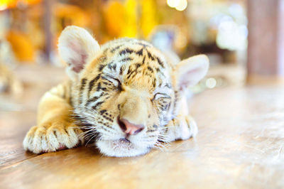 Samui Aquarium & Tiger Zoo