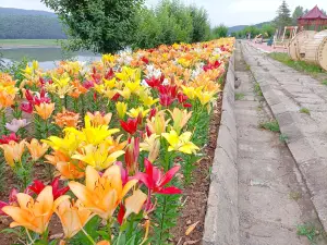 Shuangyashan Flower Sea