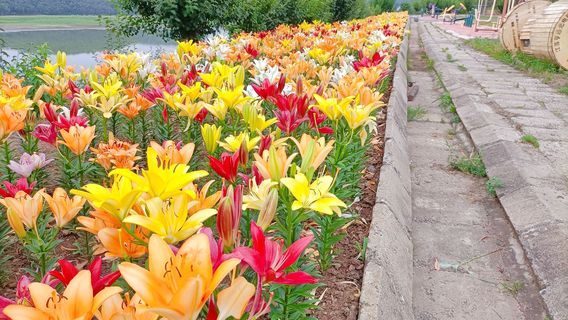 Shuangyashan Flower Sea