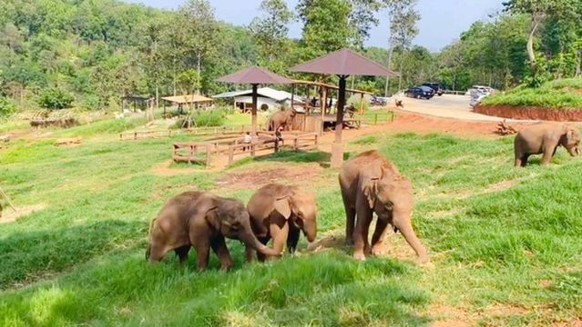 Elephant Coffee Estate