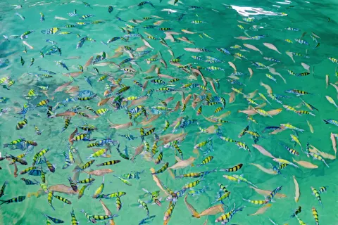 Scuba Diving in Koh Samet