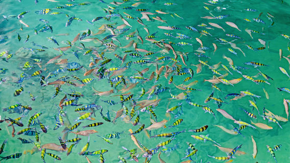 Scuba Diving in Koh Samet