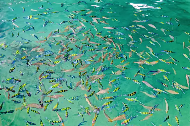 Scuba Diving in Koh Samet