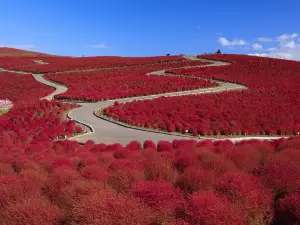 Hitachi Seaside Park