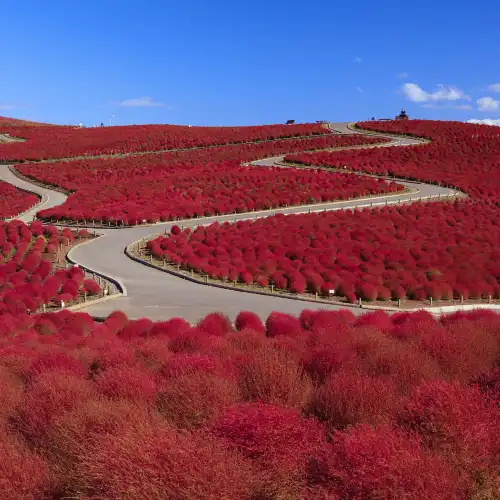 Popular Fall Viewing Attractions in Hitachinaka