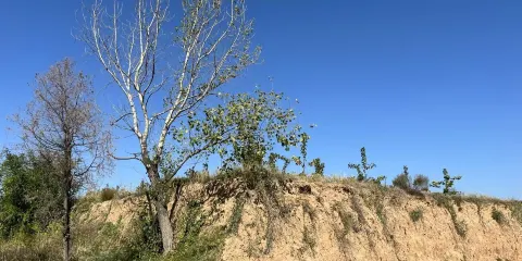 周家莊遺址