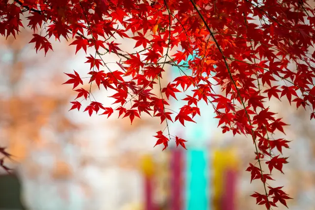Fall Leaves Viewing in Linyi