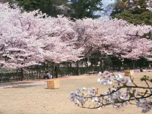 가가와 현 봄꽃 명소 베스트 5