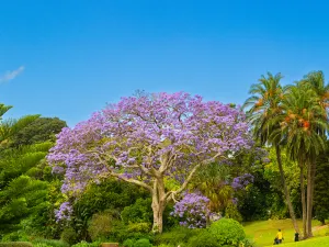Jardins botaniques royaux de Sydney