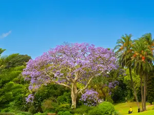 Royal Botanic Garden Sydney