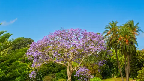 Royal Botanic Garden Sydney attraction in Sydney