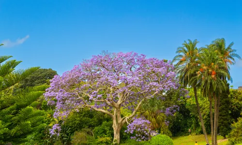 Royal Botanic Garden Sydney