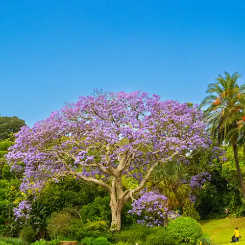 Top 10 Spring Outings in Sydney