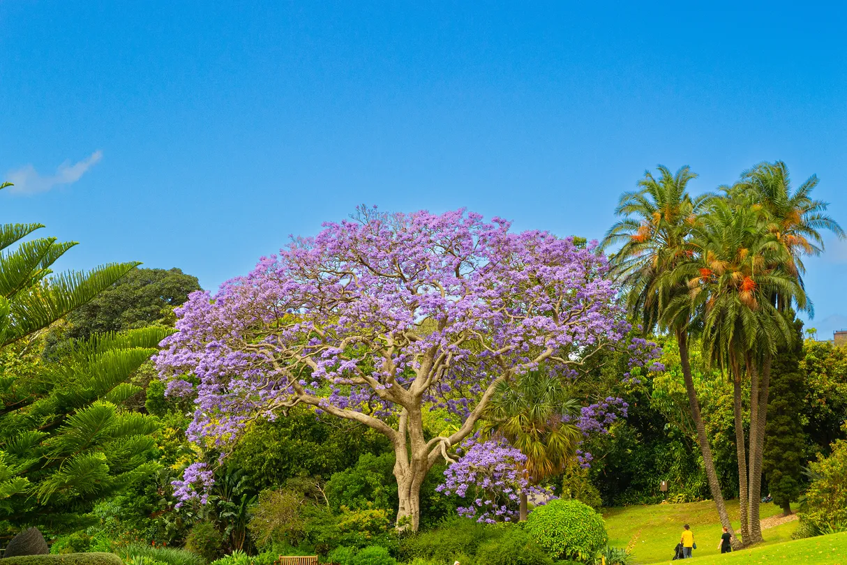 2_悉尼皇家植物園