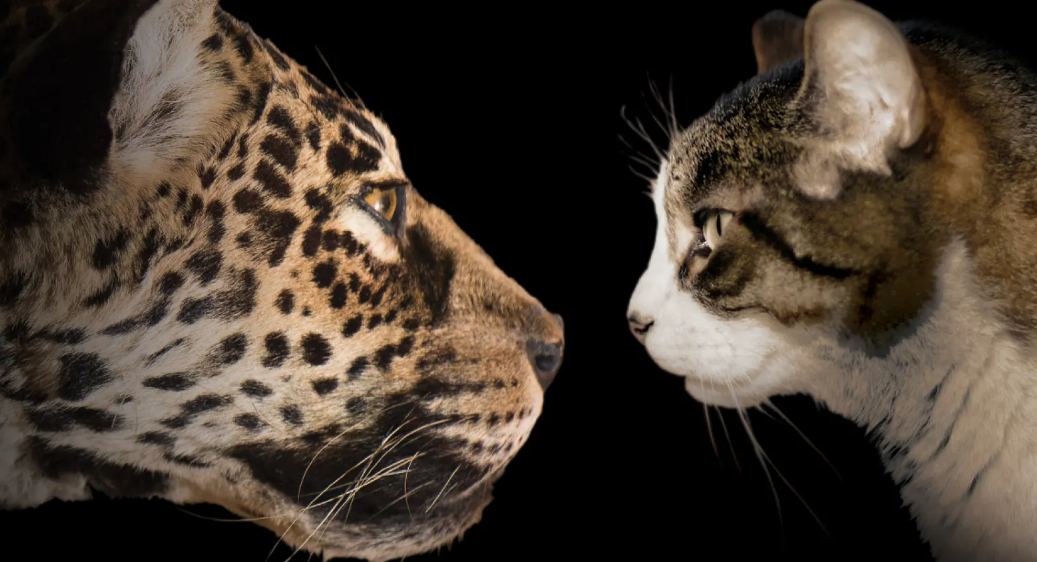Fierce! The Story of Cats | Natural History Museum of Los Angeles County