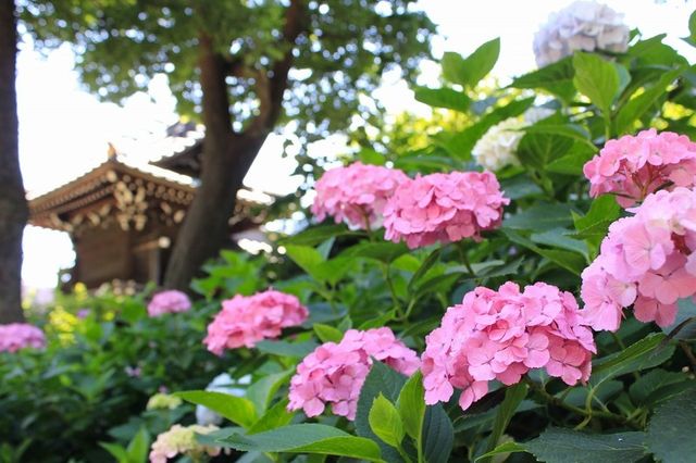 Bunkyo Hydrangea Matsuri | Tokyo