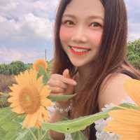 元朗超靚向日癸花海好似去咗日本打卡