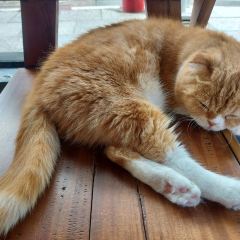 Cat 'n' A Cup Cat Cafe張用戶圖片