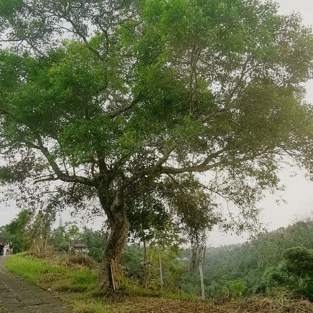 enjoy the lush green while burn calories