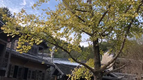 赤坎·廣東華僑國際旅遊度假區 attraction in 江門