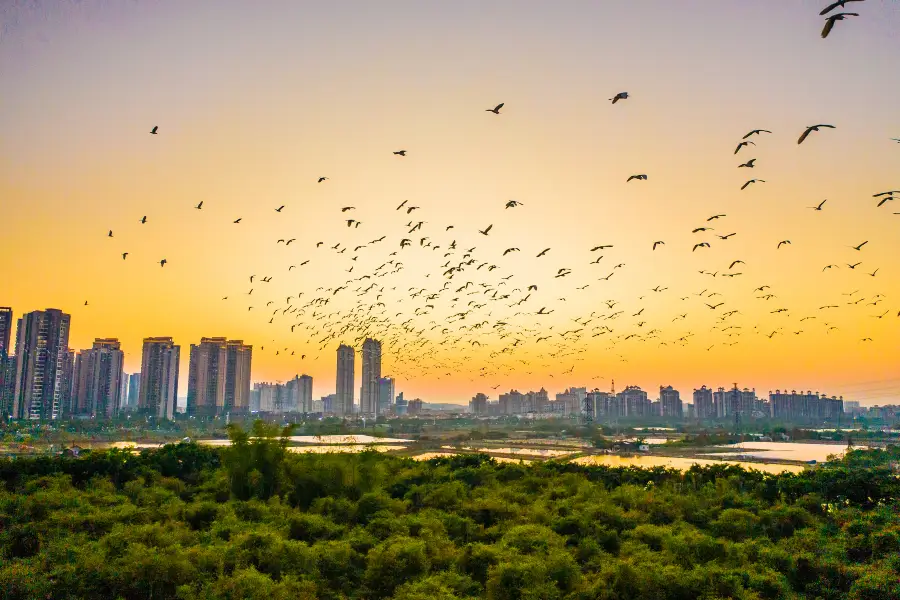 鷺鳥天堂