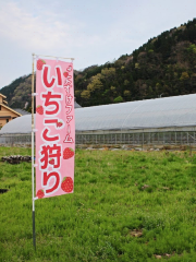 Strawberry Farm Yayosuke