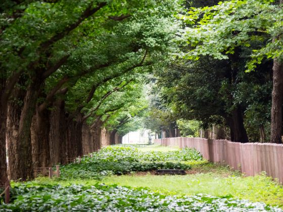 Meiji Jingu Gaien