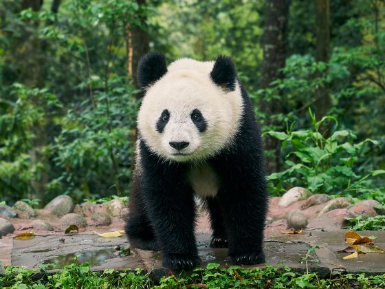 Bifengxia Panda Reserve